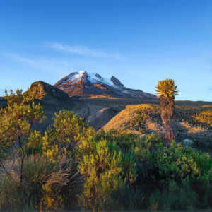 Randonnée dans le parc Los Nevados